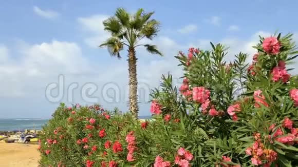 美丽的灌木丛有花和棕榈背景是大海视频的预览图