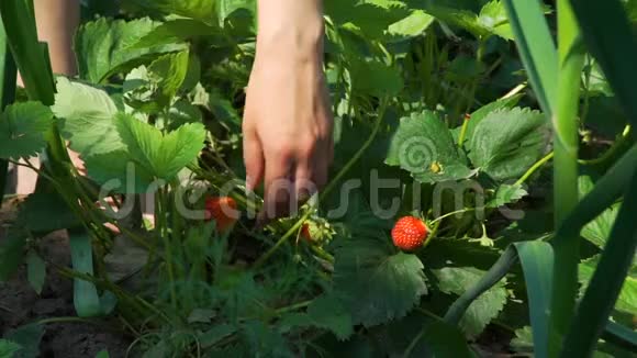 女人采摘新鲜草莓的手视频的预览图