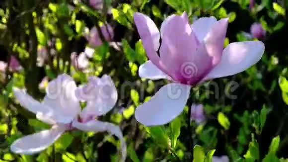 春天盛开的玉兰园视频的预览图