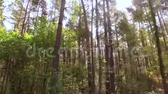 耀眼的阳光照进森林深处视频的预览图