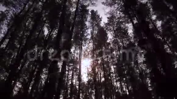 穿过茂密的树梢阳光在森林中冲破视频的预览图
