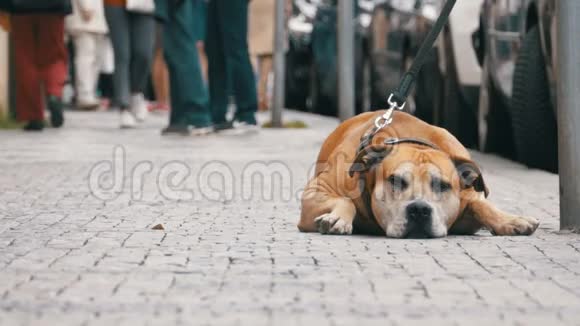 忠实的狗狗躺在人行道上等待主人人群冷漠的人的腿视频的预览图