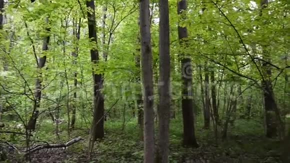 林中树木的水平全景视频使用原始高清Stadicam镜头视频的预览图