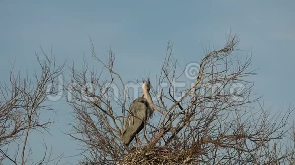 灰鹭巢树上的水生鸟类自然树栖息地的动物行为西欧野生动物场景巢鸟视频的预览图