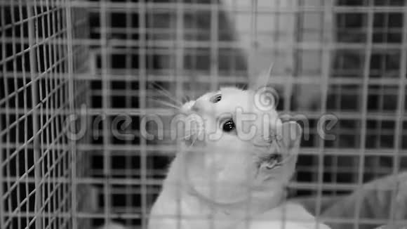 可爱的白猫在宠物收容所的铁笼子里玩耍无家可归的动物收养视频的预览图