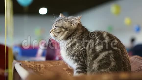 可爱的毛茸茸的小猫在猫展上玩宠物玩具喜欢动物视频的预览图