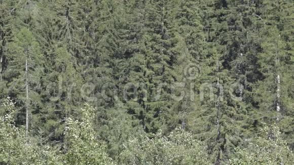 蒙特罗萨附近格雷斯尼山谷的一片高山森林上的风视频的预览图