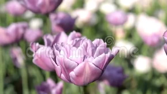 紫色郁金香视频的预览图