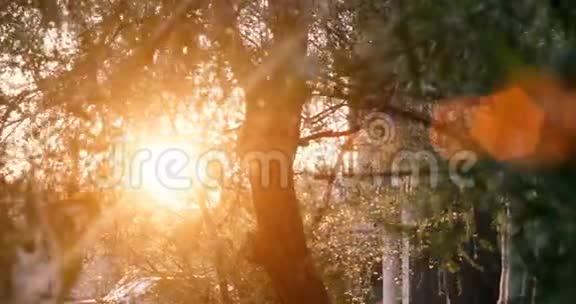 夕阳下的柳树视频的预览图