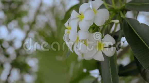 梅花绿色背景上的热带花旅行概念视频的预览图