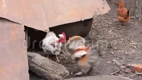 两个公鸡之间的战斗视频的预览图