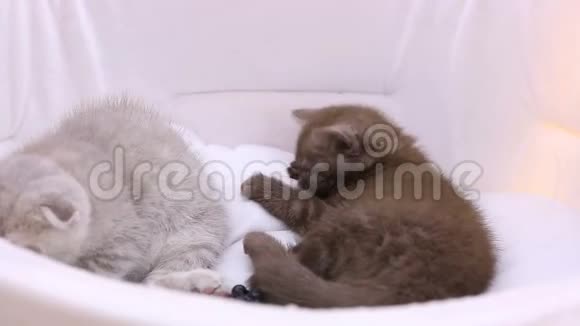 小毛猫躺在宠物屋里猫在宠物展览中玩耍视频的预览图