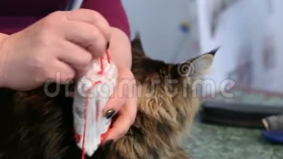 兽医清洁缅因州猫耳朵在诊所医疗保健宠物美容视频的预览图