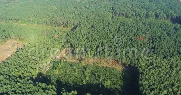 砍伐森林砍伐森林视频的预览图