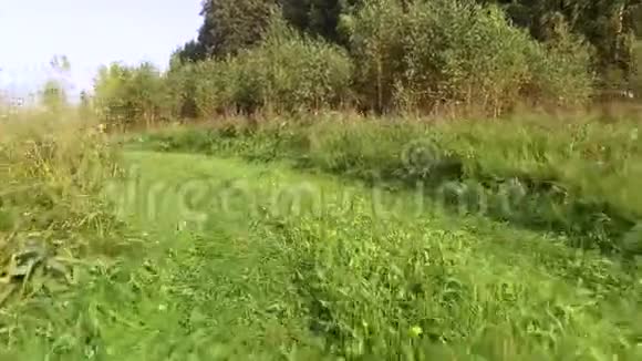 林间花草纵横的乡间小路视频的预览图