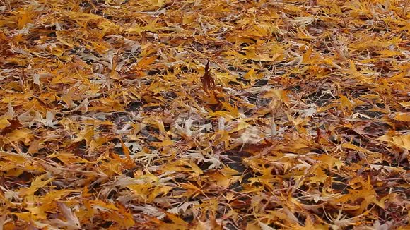 秋枫叶沥青路视频的预览图