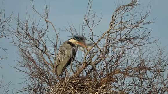 灰鹭巢树上的水生鸟类自然树栖息地的动物行为西欧野生动物场景巢鸟视频的预览图