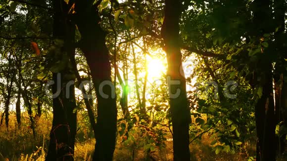 日落时长满了不通的森林太阳光线穿过树枝视频的预览图
