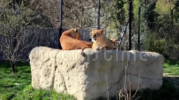 动物园里两只雌狮子躺在岩石上视频的预览图