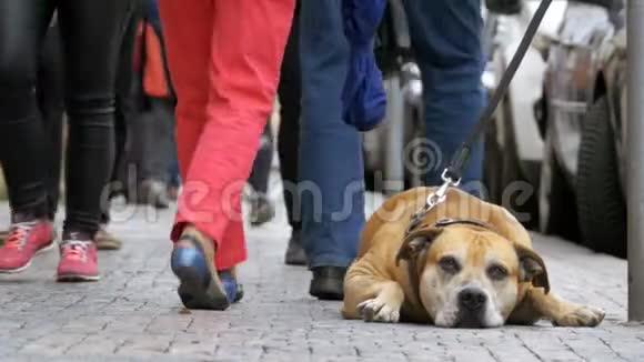 忠实的不幸的狗躺在人行道上等待主人人群冷漠的腿经过视频的预览图