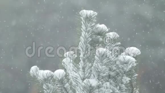 雪落在松枝上轻拂着白雪视频的预览图