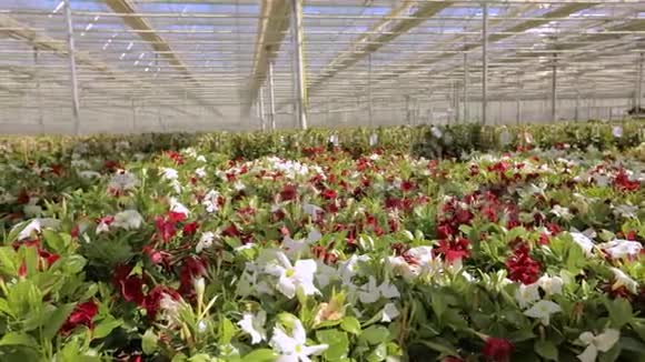 鲜花盛开的现代温室温室里有许多红花有玻璃屋顶的温室视频的预览图