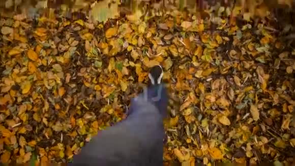 秋脚行走视频的预览图