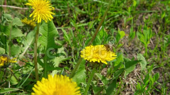 绿色草地上蒲公英里的蜜蜂视频的预览图