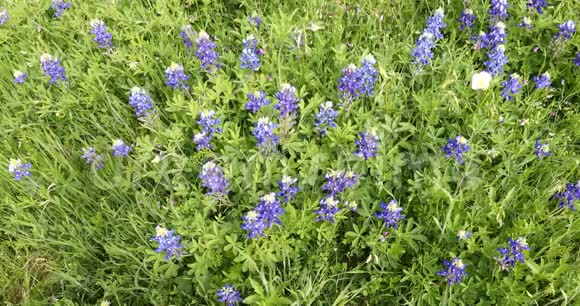 一片田野里的蓝花视频的预览图