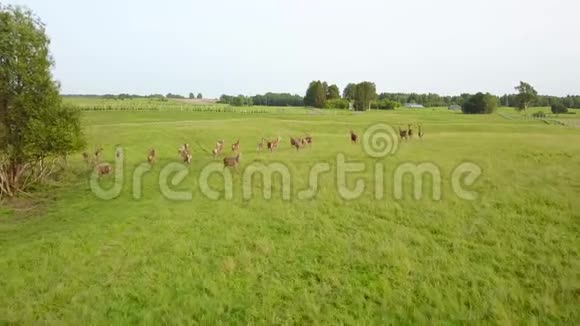 在美丽的天气里漫步在德尔斯的草地上航空测量视频的预览图