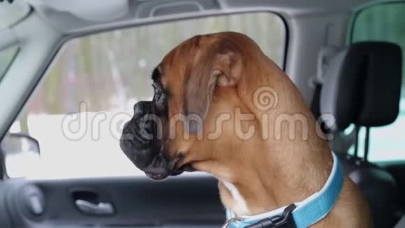 穿着蓝色太阳镜的拳击狗坐在驾驶座上环顾四周视频的预览图