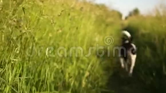 一只黑白色的杂种狗穿过草地夏日日落宠物的生活视频的预览图