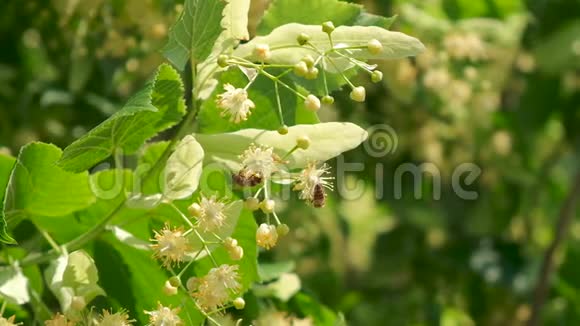 蜜蜂蜜蜂蜂花授粉开花关闭视频的预览图