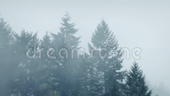 薄雾笼罩大森林树木视频的预览图