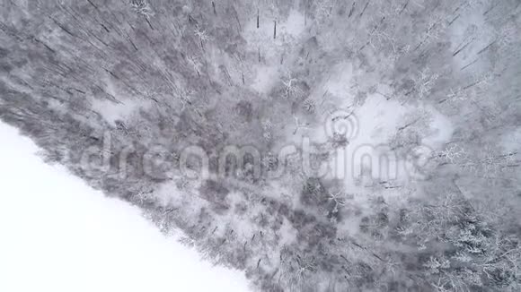 头顶上的电影无人机镜头森林中的冬季景观视频的预览图