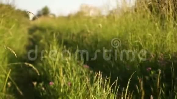 一只狗沿着乡间小路跑夏日日落动态视频稳定性视频的预览图