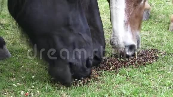 牧场上的马吃干粮吃喂马的画像视频的预览图