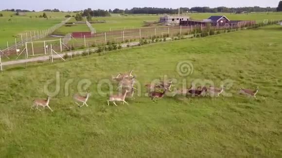 一群鹿嬉戏地跑着追赶其余的牛群航空测量视频的预览图