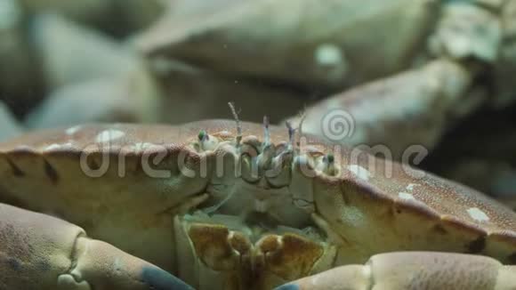 海鲜市场上的龙虾贝壳和螃蟹新鲜的餐馆咖啡馆视频的预览图