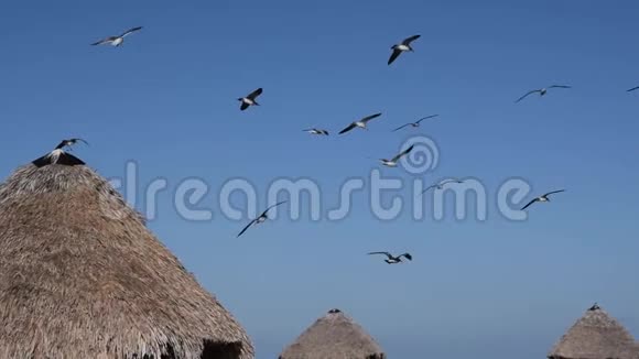 一大群海鸥在蓝天上飞翔视频的预览图