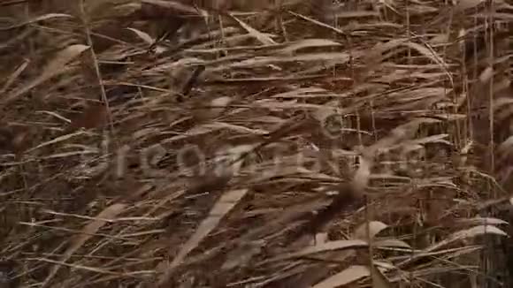 干燥的甘蔗芦苇在雾蒙蒙的秋日天气中摇曳慢动作视频的预览图
