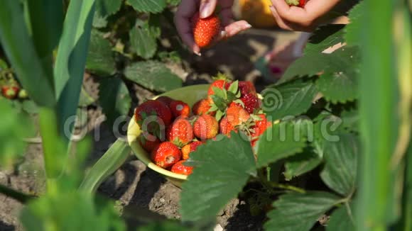 女农夫在花园里采摘草莓视频的预览图