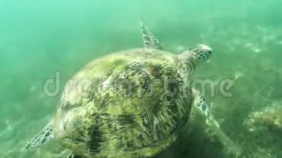 海龟水下空气慢速运动4k视频的预览图