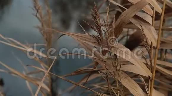 干燥的甘蔗芦苇在雾蒙蒙的秋日天气中摇曳慢动作视频的预览图