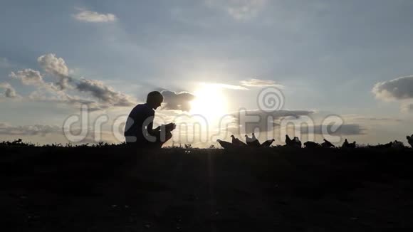善良的人在日落时在草坪上喂一群鸽子视频的预览图