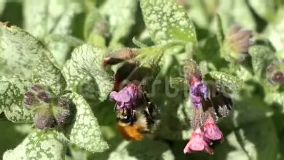 大黄蜂在肺草花上视频的预览图