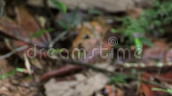 亚马逊雨林中树叶上的蚂蚁声包括视频的预览图