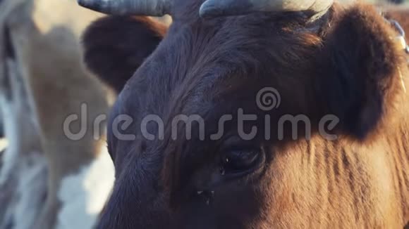 农场奶牛特写镜头视频的预览图