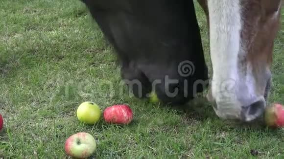 牧场上的马吃苹果马的肖像吃苹果喂食视频的预览图