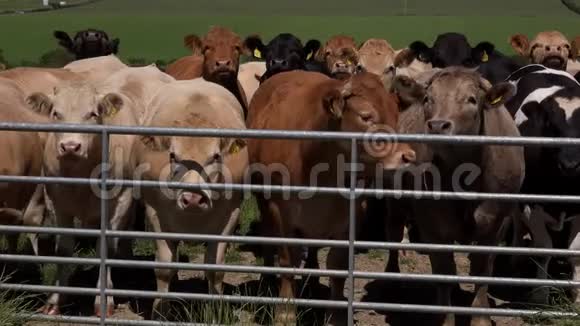 农场动物在4K门旁等候视频的预览图